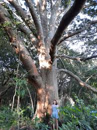 Image result for Cyathea mildbraedii