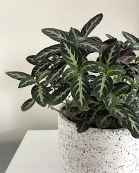 Image result for Ruellia makoyana