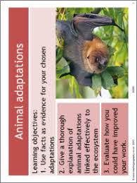 See more ideas about tropical rainforest, rainforest, rainforest animals. Tropical Rainforest Animal Adaptations Animal Adaptations Ks3 Geography