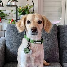 Looking handsome in my new collar & tag 🌵💚