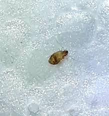 Permethrin cream kills the scabies mite and lice. Why Am I Able To See Dust Mites With Naked Eyes Quora