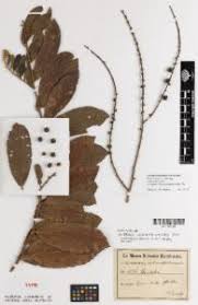 Image result for Bridelia scleroneura