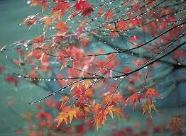 Red maple is a widely adaptable large tree common to the woods of eastern north america. Japanese Maples Landscape Ontario