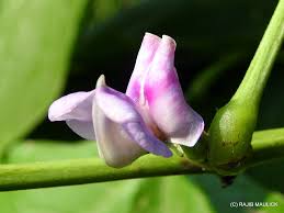 Image result for Macrotyloma africanum