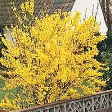 Lynwood Gold Forsythia Fast Growing Shade Trees Shade Trees Berry Plants