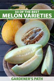 33 of the Best Melon Varieties | Gardener's Path