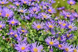 Beautiful Fall Plants That Will Add Color And Variety When The Cooler Temperatures Arrive Annuals And Perenn Purple Perennials Flowers Perennials Aster Flower