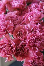 Carnation Overture Pretty Flowers Flower Cart Anniversary Flowers
