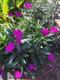 Books and magazines, especially those on formal landscape design and roof gardens, will give you many ideas for the style of the container and the color and shape of the evergreen. 12 Annual Flowers That Can Take The Cold Costa Farms