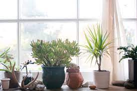 Homemade Bug Spray For Houseplants Homemade Bug Spray House Plants Indoor Plant Pests