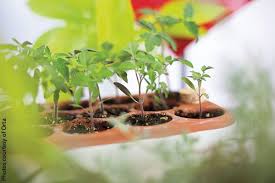 oakland made orta seed pots