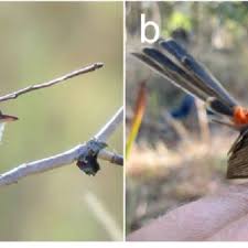 Examples of female Red-backed Fairy-wrens that exhibit secondary sexual... 