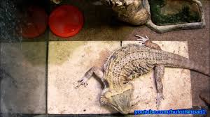 Cilantro should be consumed in moderation and shouldn't be considered a staple part of a bearded dragon's diet due to how much cilantro can bearded dragons eat? Bearded Dragon Eats A Cicada Crunchy Youtube