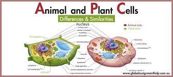We did not find results for: Plant Cell Vs Animal Cell Difference Similarities Explained By Experts