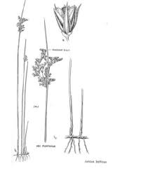Image result for Juncus balticus
