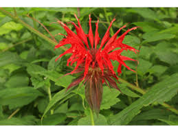 Image result for Monarda didyma