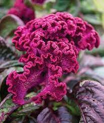Celosia Dragon S Breath Celosia At Burpee Com Annual Flowers Flower Seeds Flowers
