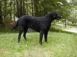 Image result for curly coated retrívr