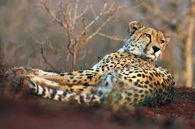 Image result for Cheilanthes botswanae