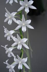 Image result for Aerangis stelligera