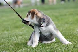 Here are three easy tips to effectively stop your puppy from biting on the leash. Stop Puppy Biting Nipping