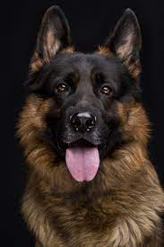 German Shepherd Dog Portrait In Front Of Black Background Germanshepherd German Shepherd Dogs German Sheperd Dogs German Shepherd