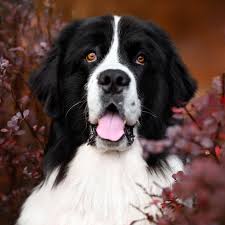 賢い 犬種一覧｜Dr.Pettle 犬種図鑑