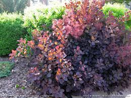 Image result for Afroligusticum