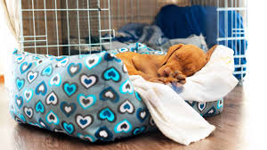 Start your life with your puppy as you mean to continue it: Puppy S First Night Create A Routine Determine Sleep Location