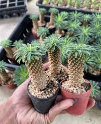 Image result for Euphorbia unicornis