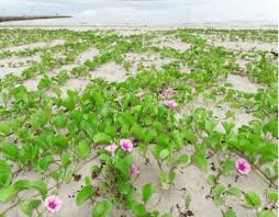 Image result for Ipomoea pes-caprae