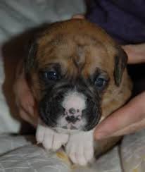 It is very rare for us to have puppies in rescue. Boxer Puppies Pets And Animals For Sale Wisconsin