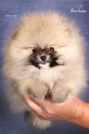 18 Lovely Teacup Pomeranian Puppies For Sale Near Me Puppy
