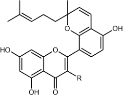 Image result for Ptycholobium contortum