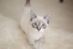 All About the Lynx Point Siamese Cats! Siamese of day