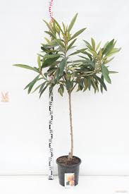 Image result for Eriobotrya