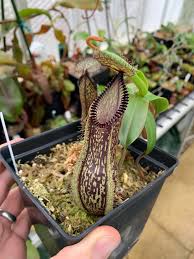 Image result for Nesaea heptamera