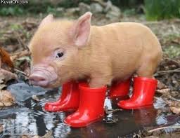 Can 39 T Handle The Cuteness Can39t Cuteness Handle Cute Animals Animal Humour Cute Baby Animals