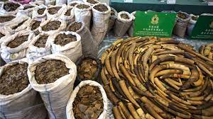 The group has also successfully convinced the government to implement steeper penalties for the possession of snares or hunting dogs in areas where hunting is prohibited. Pangolins Hong Kong Finds Record Haul Of Scales In Shipping Container Bbc News