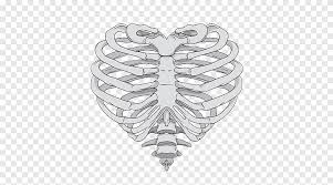 Interactive tutorials about the ribs and sternum bones, with labeled images and diagrams featuring the beautiful illustrations of getbodysmart. Human Rib Cage Illustration Rib Cage Heart Human Skeleton Anatomy Skeleton Hand Human Body Human Anatomy Png Pngegg