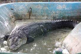 And even then, lolong was very aggressive and broke the restraining ropes two times. Largest Crocodile Ever Biggest Crocodile In The World Biggest In The World Org Http Www Crocodile Pets Crocodiles