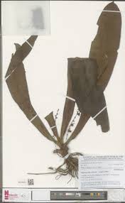 Image result for Diaphananthe pellucida