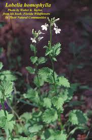 Image result for lobelia combine composition