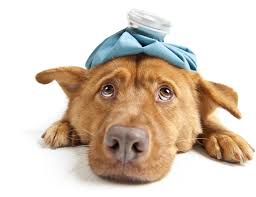 Just as our name implies, all pets veterinary hospital offers care to various species, including dogs, cats, birds, and exotic pets from around the nashua, merrimack, and hudson areas of new hampshire. All Pets Vet Hospital Pia