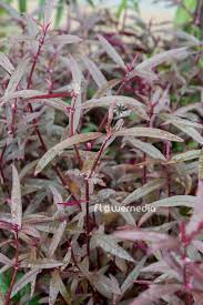 Image result for Alternanthera sessilis