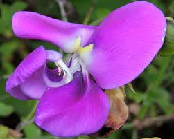 Image result for Vigna vexillata