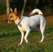 Find the perfect puppy for you. Rat Terrier Puppies For Sale Adoptapet Com
