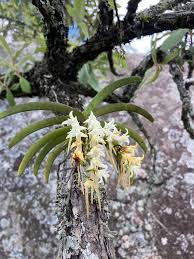 Image result for Cyrtorchis praetermissa