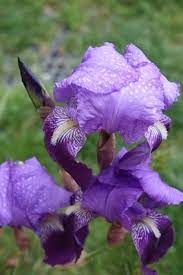 How To Plant Store Iris Bulbs Ehow Uk Plants Spring Blooming Flowers Iris Garden