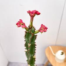 Image result for Monadenium pseudoracemosum